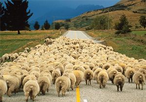 Koyunlardan Toplu ntihar