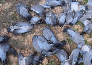 Şanlıurfa da Kuş Ölümleri Halkı Tedirgin Ediyor