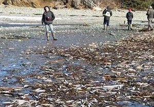 Kanadada Binlerce Deniz Canls Kyya Vurdu