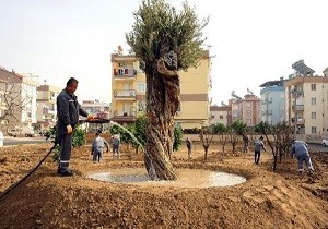 Kepez Belediyesi Anadolu Bahçesine Yeni Ağaçlar Dikti