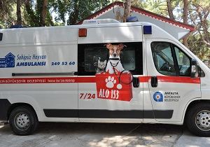 Antalya Bykehir Belediyesi nden Hayvanlara Ambulans Hizmeti