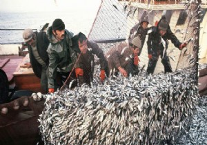 Balıkçıların Av Yasağı Bitiyor