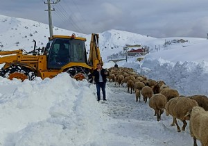 Antalya da Feslikan Yaylasnda Mahsur Kalan oban ve Koyunlar Kurtarld