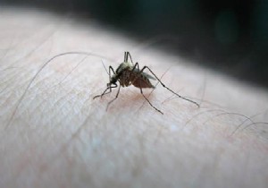 Zika Virs Japonya ya Srad