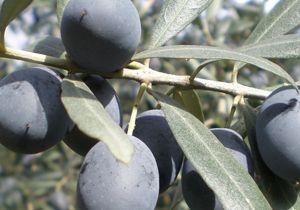 Mucize la Zeytin Yapra