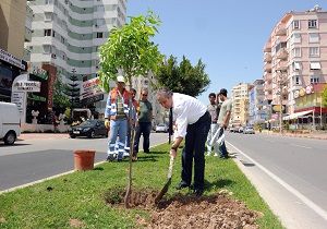 Antalya Caddeleri Narenciye iei Kokacak