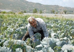 Gazipaal reticilerin Yeni Gzdesi Lahana