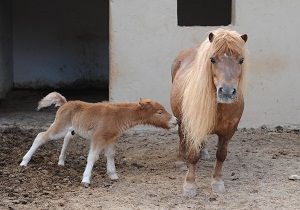 Hayvanat Bahesi Yavrularla enlendi