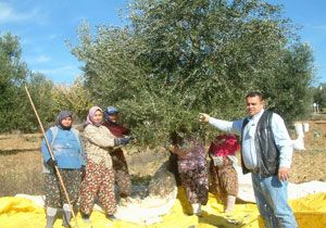 Burhaniyede Zeytin Hasadnn Sonuna Gelindi