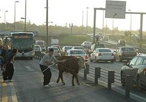 Metrobs yolunda URUGUAY l Angus !