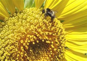 Antalya dan Alt lkeye  Bombus Ars  hrac