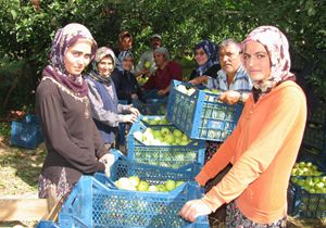 Elmada 530 Bin Ton Rekolte Bekleniyor