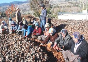 Kozalaklar Kadnlarn Elinde Sedire Dnyor