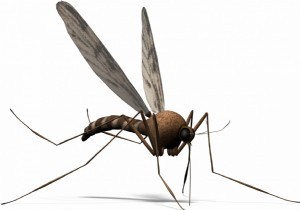 Sivrisinekle Mcadele Ordusu kuruluyor