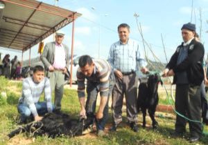 Taburcu Edilen Atilla Kavdr Kurban Kesti